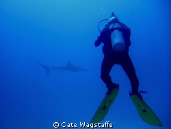 Hunting the hunter... by Cate Wagstaffe 